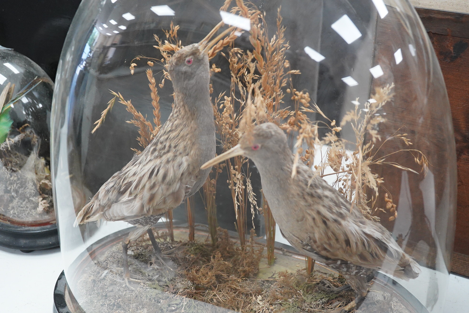 A pair of taxidermic birds, possibly a species of sandpiper, under a glass dome, plinth 37cm wide